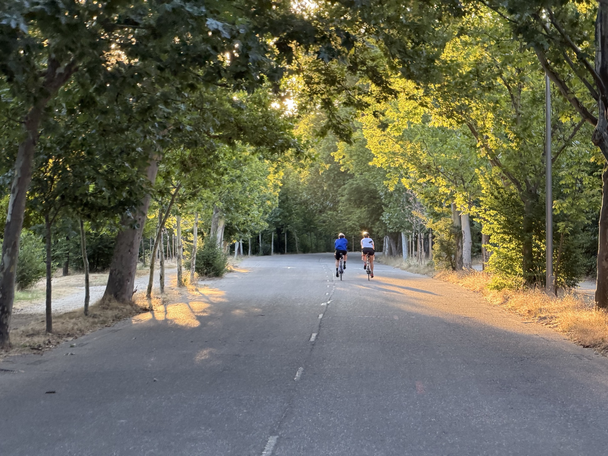 Two cyclists ride away down a tree-lined park road dappled with golden late-afternoon light, tall leafy trees lining both sides.