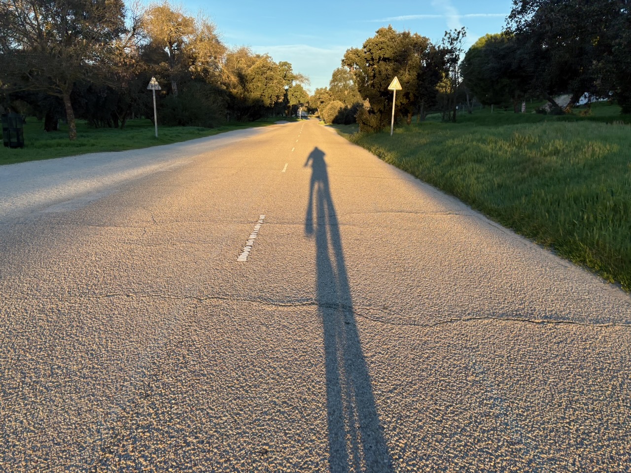 The shadow of a cyclist at down with trees in the background.