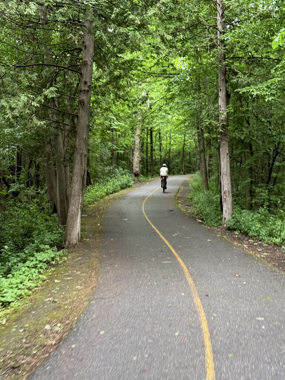 A cyclist between the trees