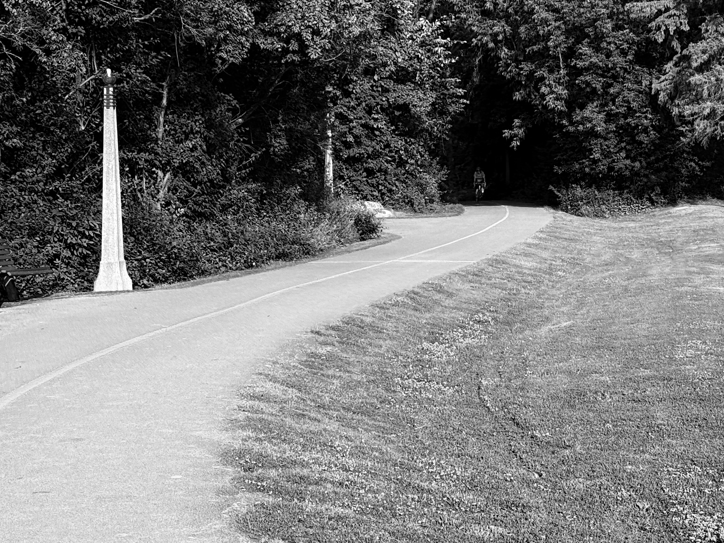 A cyclist emerging between the trees